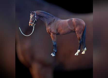 Hanovrien, Hongre, 4 Ans, 161 cm, Bai brun