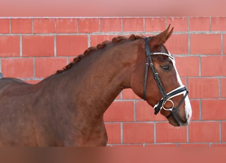 Hanovrien, Hongre, 4 Ans, 163 cm, Alezan brûlé