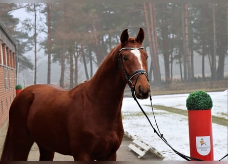 Hanovrien, Hongre, 4 Ans, 163 cm, Alezan