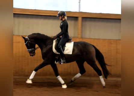 Hanovrien, Hongre, 4 Ans, 163 cm, Bai brun