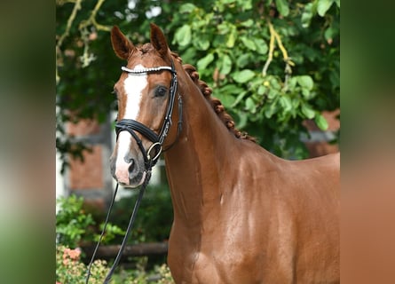 Hanovrien, Hongre, 4 Ans, 164 cm, Alezan brûlé