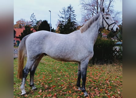 Hanovrien, Hongre, 4 Ans, 164 cm, Gris