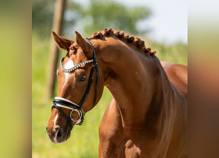 Hanovrien, Hongre, 4 Ans, 165 cm, Alezan brûlé