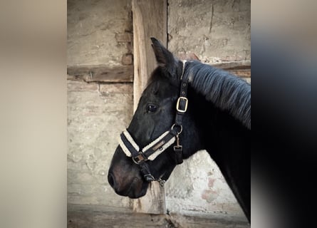 Hanovrien, Hongre, 4 Ans, 166 cm, Bai brun