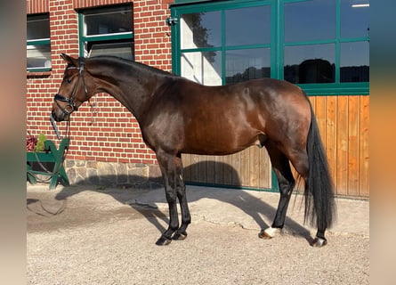 Hanovrien, Hongre, 4 Ans, 166 cm, Bai