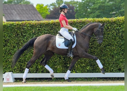 Hanovrien, Hongre, 4 Ans, 166 cm, Noir