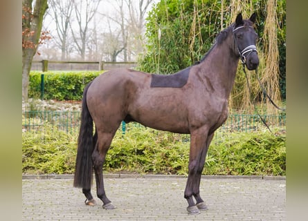 Hanovrien, Hongre, 4 Ans, 166 cm, Noir
