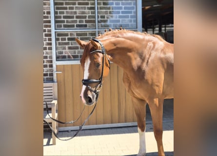 Hanovrien, Hongre, 4 Ans, 167 cm, Alezan