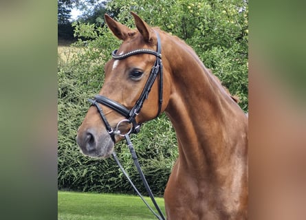 Hanovrien, Hongre, 4 Ans, 167 cm, Alezan