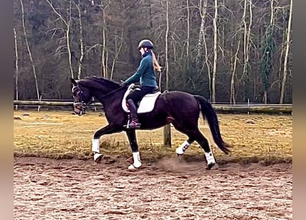 Hanovrien, Hongre, 4 Ans, 167 cm, Bai brun
