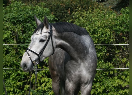 Hanovrien, Hongre, 4 Ans, 167 cm, Gris