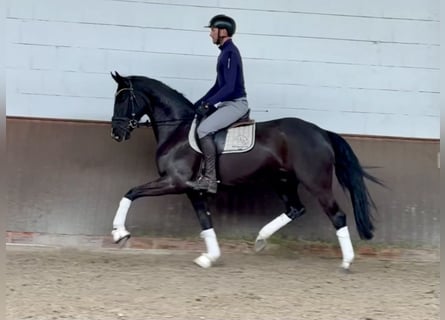 Hanovrien, Hongre, 4 Ans, 167 cm, Noir