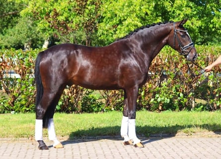 Hanovrien, Hongre, 4 Ans, 167 cm, Noir