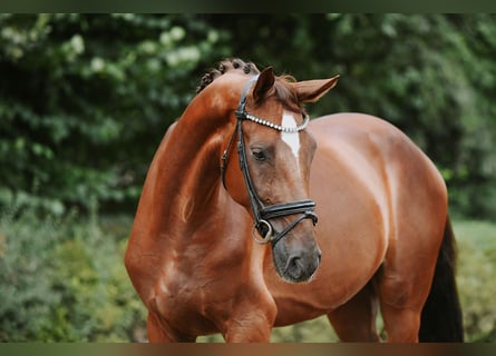 Hanovrien, Hongre, 4 Ans, 168 cm, Alezan brûlé
