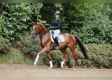 Hanovrien, Hongre, 4 Ans, 168 cm, Alezan brûlé