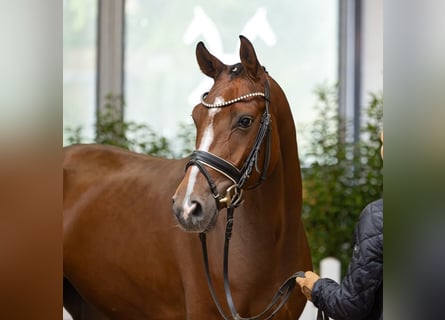 Hanovrien, Hongre, 4 Ans, 168 cm, Bai brun