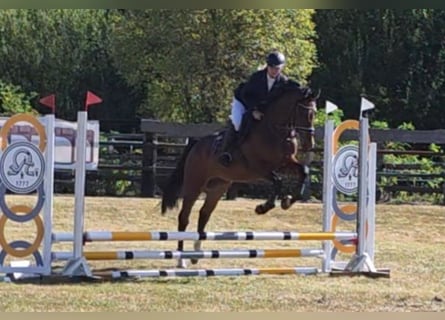 Hanovrien, Hongre, 4 Ans, 168 cm, Bai brun