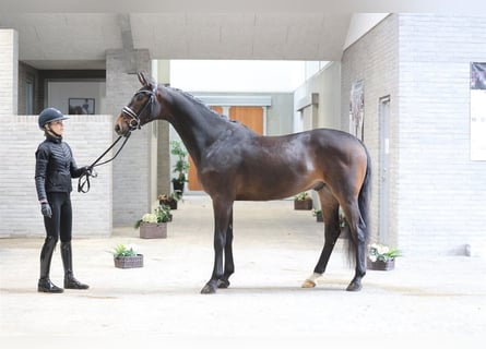 Hanovrien, Hongre, 4 Ans, 168 cm, Bai