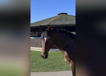 Hanovrien, Hongre, 4 Ans, 168 cm, Bai