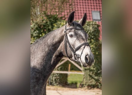 Hanovrien, Hongre, 4 Ans, 168 cm, Gris
