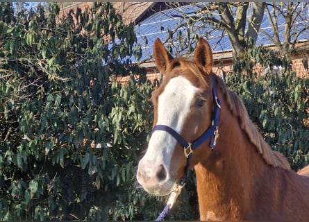 Hanovrien, Hongre, 4 Ans, 169 cm, Alezan