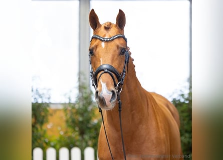 Hanovrien, Hongre, 4 Ans, 169 cm, Alezan