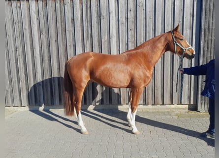 Hanovrien, Hongre, 4 Ans, 169 cm, Alezan