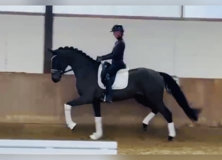 Hanovrien, Hongre, 4 Ans, 169 cm, Bai brun foncé