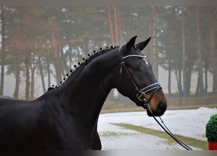 Hanovrien, Hongre, 4 Ans, 169 cm, Bai brun foncé