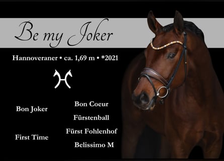 Hanovrien, Hongre, 4 Ans, 169 cm, Bai