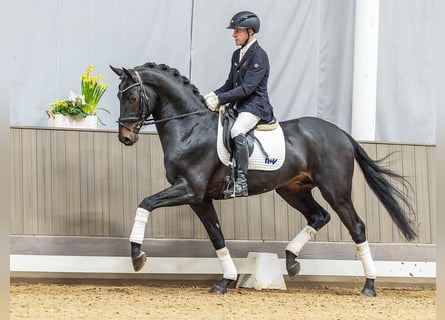 Hanovrien, Hongre, 4 Ans, 170 cm, Bai brun