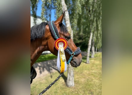 Hanovrien, Hongre, 4 Ans, 170 cm, Bai
