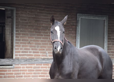 Hanovrien, Hongre, 4 Ans, 171 cm, Alezan brûlé