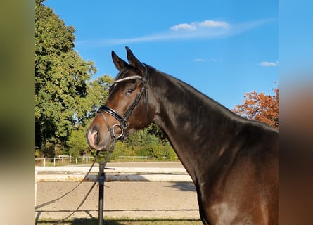 Hanovrien, Hongre, 4 Ans, 171 cm, Bai brun