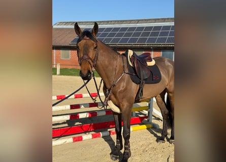 Hanovrien, Hongre, 4 Ans, 171 cm, Bai