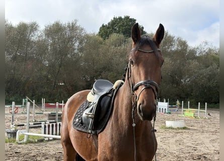 Hanovrien, Hongre, 4 Ans, 171 cm, Bai