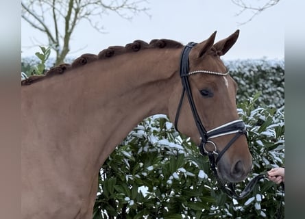 Hanovrien, Hongre, 4 Ans, 172 cm, Alezan