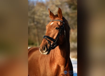 Hanovrien, Hongre, 4 Ans, 172 cm, Alezan