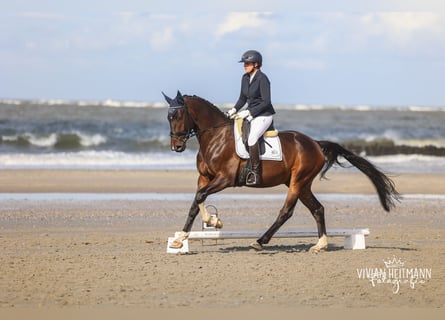 Hanovrien, Hongre, 4 Ans, 172 cm, Bai brun