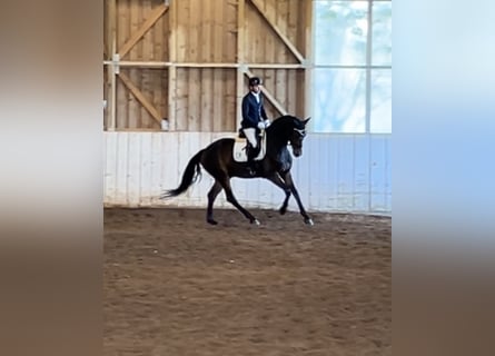 Hanovrien, Hongre, 4 Ans, 172 cm, Bai brun