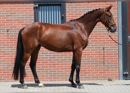 Hanovrien, Hongre, 4 Ans, 172 cm, Bai