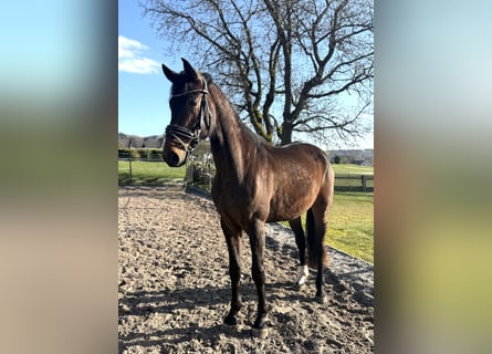 Hanovrien, Hongre, 4 Ans, 172 cm, Bai