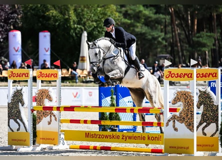 Hanovrien, Hongre, 4 Ans, 172 cm, Gris