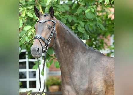 Hanovrien, Hongre, 4 Ans, 173 cm, Bai brun