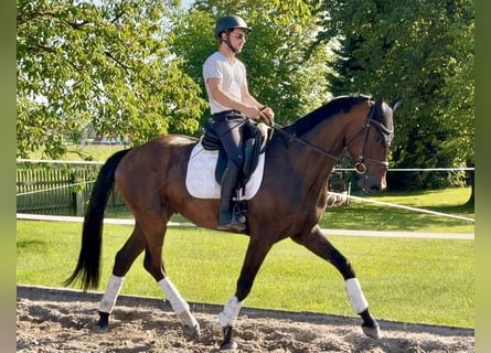 Hanovrien, Hongre, 4 Ans, 173 cm, Bai