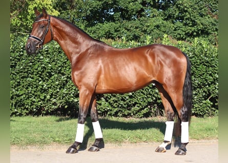 Hanovrien, Hongre, 4 Ans, 173 cm, Bai