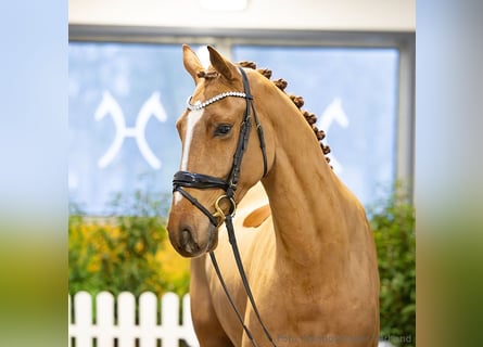 Hanovrien, Hongre, 4 Ans, 173 cm, Bai