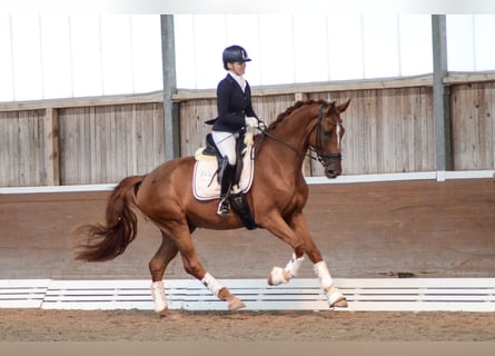 Hanovrien, Hongre, 4 Ans, 174 cm, Alezan