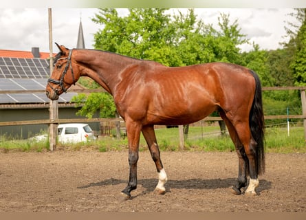 Hanovrien, Hongre, 4 Ans, 174 cm, Bai