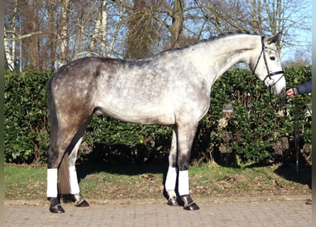 Hanovrien, Hongre, 4 Ans, 174 cm, Gris